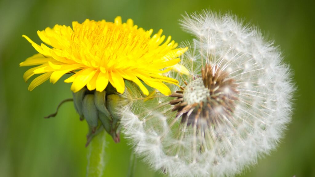 Dandelion transformation from flower to seed head