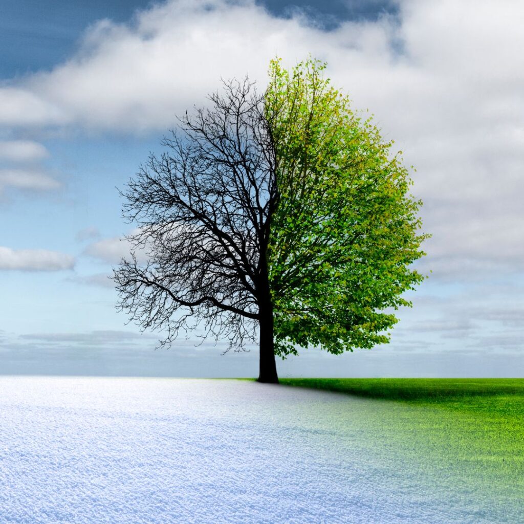 tree in half winter and half spring representing seasonal transformation